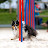 flying.shelties