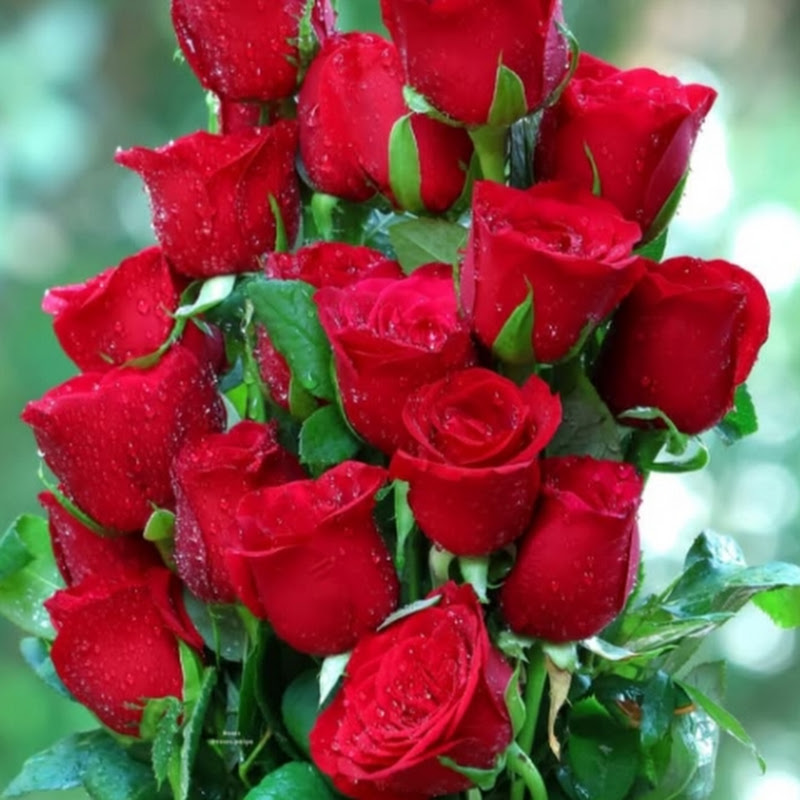 Tausif official 9911