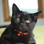 Black bombay cat（黒のボンベイ猫）