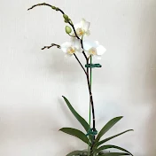 Natural orchid 蘭