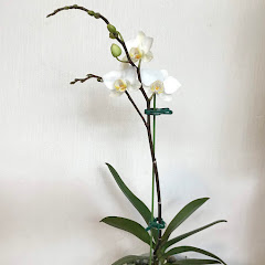 Natural orchid 蘭