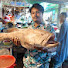 _5xnuPhCdLU-channel-avatar-Saddam Fish Cutting