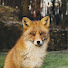 s082-_2A-tw-channel-avatar-Fox Manor Vintage