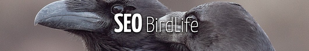 SEOBirdLife - Sociedad EspaÃ±ola de OrnitologÃ­a Awatar kanału YouTube