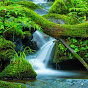 Forest365 Avatar