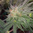 @Mostly_pure_Indica