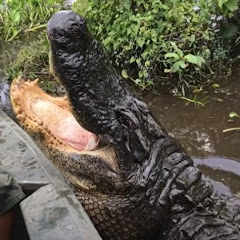 Scary Animal Attacks Avatar