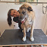 8CaxE_BDmA4-channel-avatar-Rural Dog Grooming