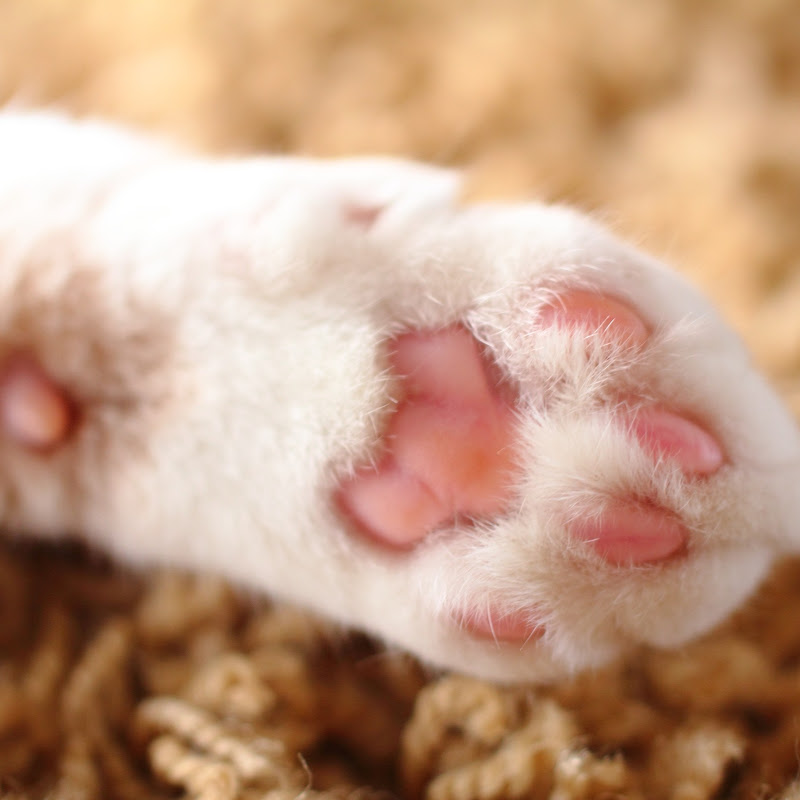 ピンクパウパッズ・てっきーちゃんねる