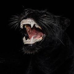 bagheera باغيرا