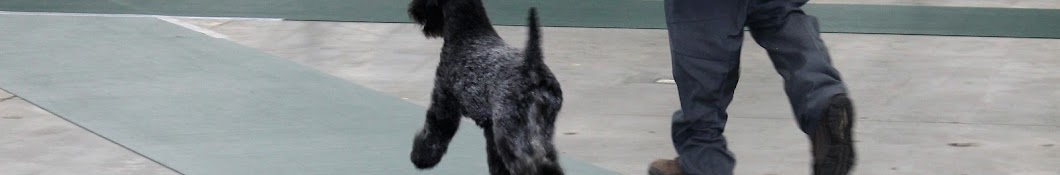 Brenril Kerry Blue Terriers /Brenda Wilson Avatar de canal de YouTube