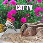 Cat TV Birds