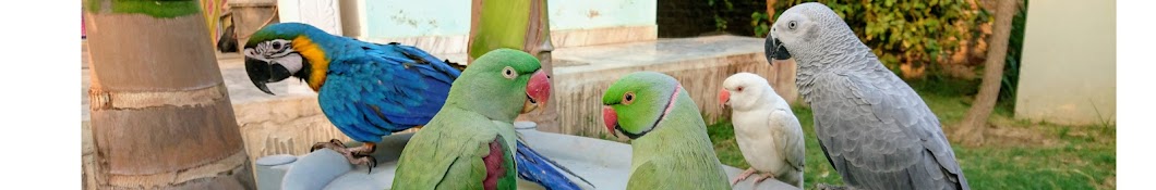 Parrot Paradise YouTube channel avatar