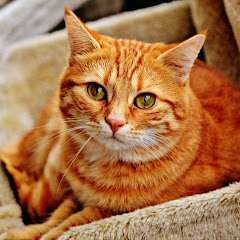 心にしみる朗読【感動】