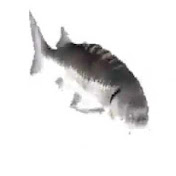 Fishhh