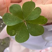 【피부과 윤채널 】ホリスティック皮膚科 Yoon channel