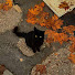 hjGR9qxfzBY-channel-avatar-༺ღ༒ Autumn 🍂🧸༒ღ༻