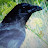 @ray-f4t1v