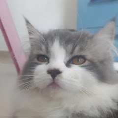 Alpininho ♡ Oficial