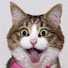 wbV2oE5tikU-channel-avatar-Funny Animals Healing