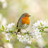 zbGVP2L5yos-channel-avatar-Blossom Branch Piano