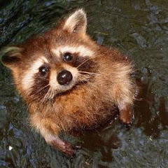 たぬき。