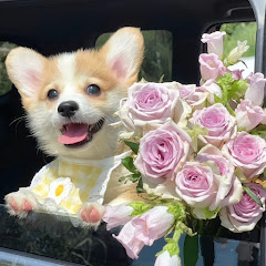 铲屎官的乐趣アイコン画像