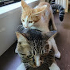 マリ☆ココ☆コハの日常