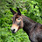 @toksha-the-mule's avatar