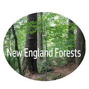 New England Forests