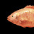 Avatar of Red Tilapia