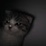 EgxsRB5_5CE-channel-avatar-kelly
