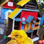 ayam wedok