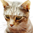 uKDIgCCLowQ-channel-avatar-quicktimekirk