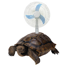 turtlefan_90