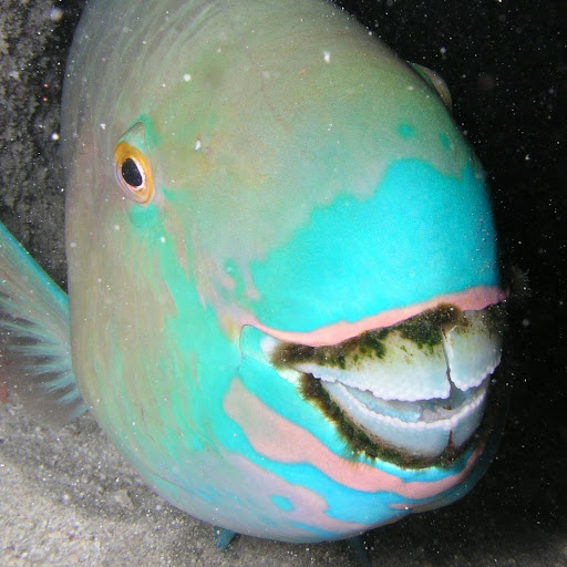 TheFish