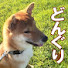 M9cPhf2qRfY-channel-avatar-売れ残り柴犬どんぐりの成長日記