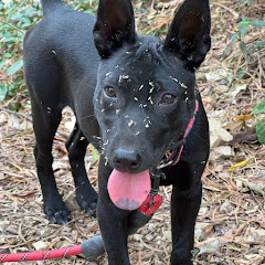 邱安妮アイコン画像