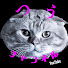 7ksLtEL35U0-channel-avatar-つうチャンネル　猫と釣りの日々