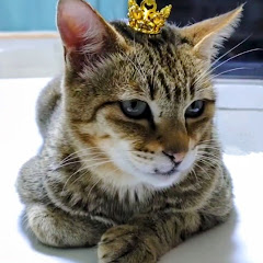 ずっとのお家アイコン画像