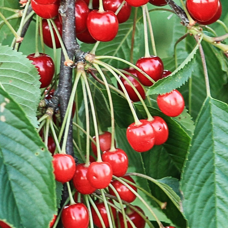 Белый город. Переезд. Logo