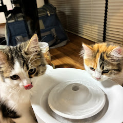 cocomimihouseアイコン画像