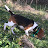Stones River Gundogs-Hunting Beagles
