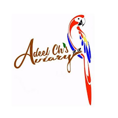 Adeel Ch Aviary net worth