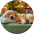 KLTw2cpT1ic-channel-avatar-Dog Music Melodies