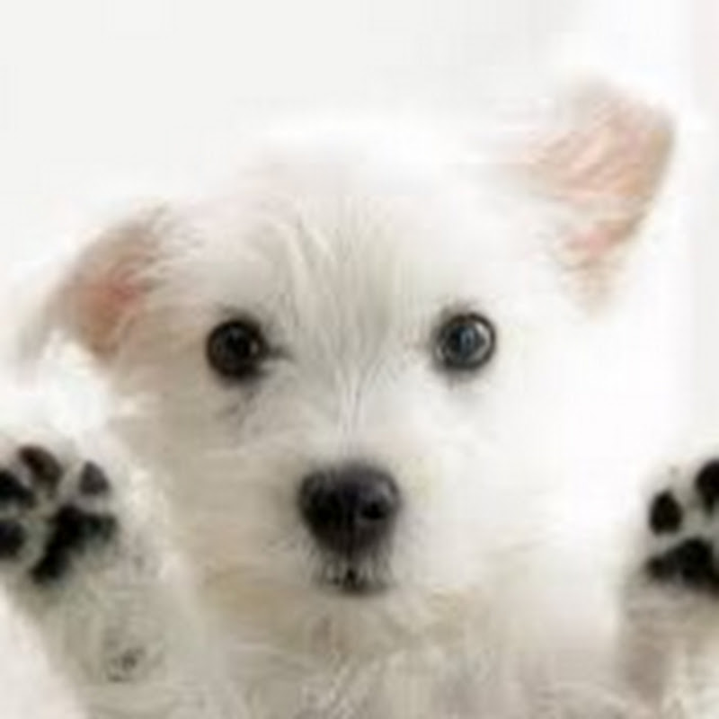 Funny funny dogs icon