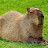 @Capybara7368