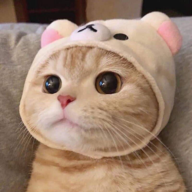 고양이 사진 모음들