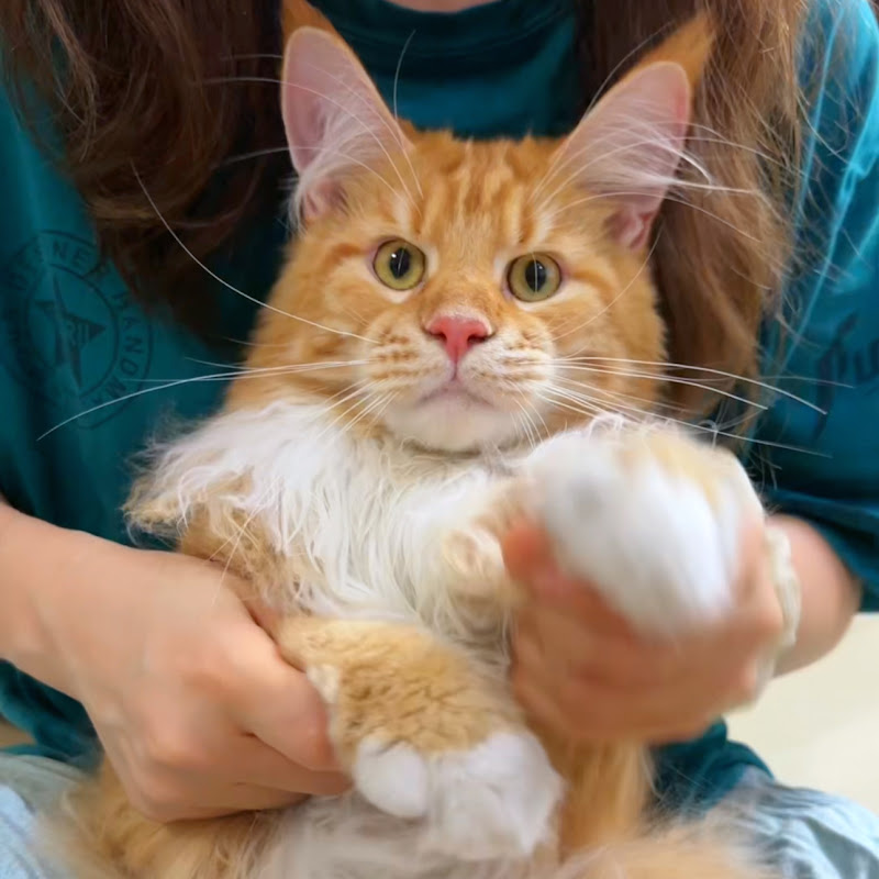 Meow Logic鼻屎弟弟
