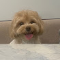 말티푸 라떼 Latte🐶